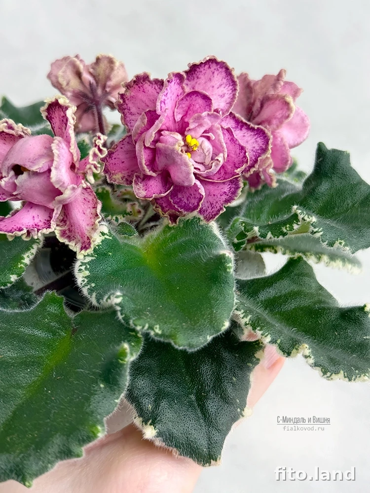 Violet С-Миндаль и Вишня (26-50), photo