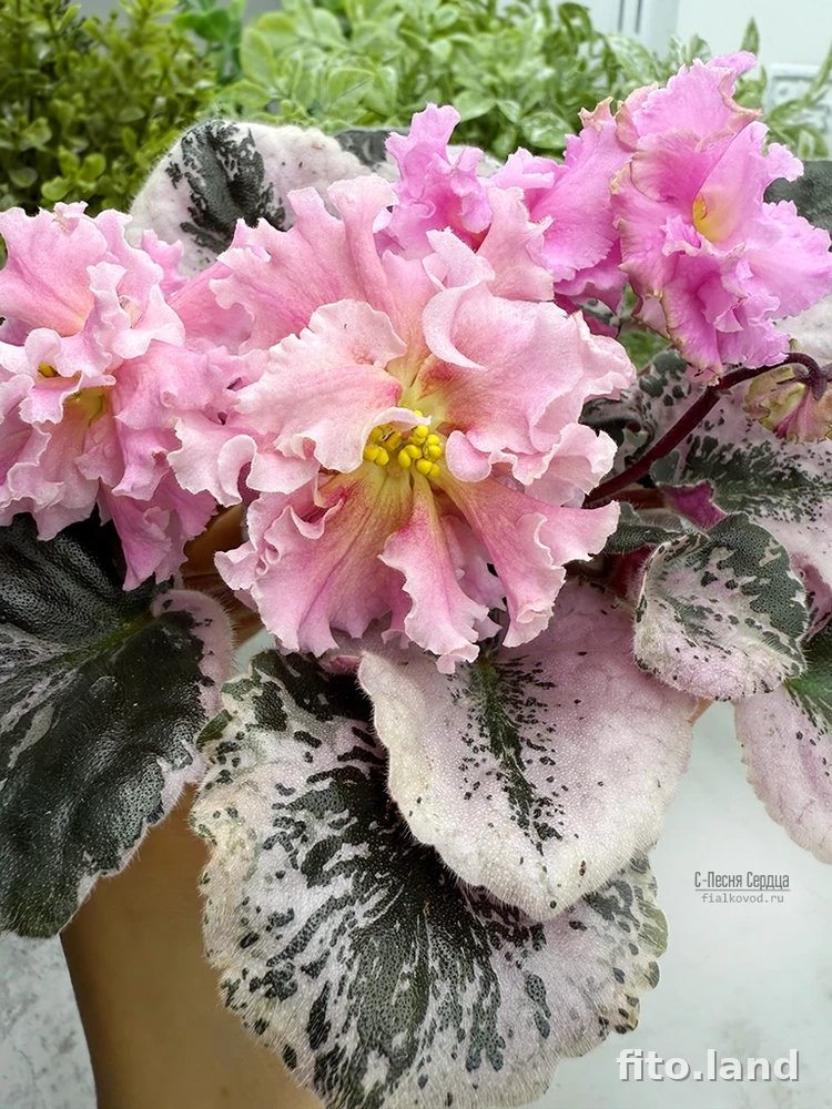 Фиалка С-Песня Сердца (25-15), фото