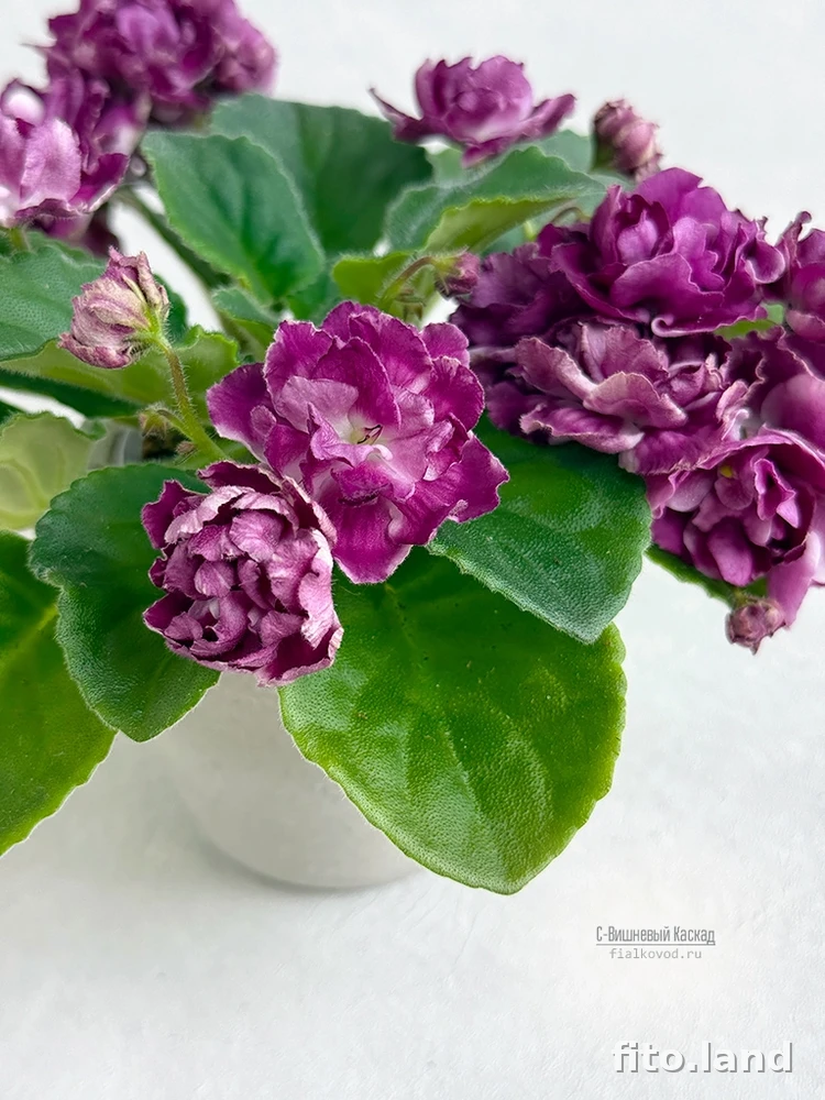 Violet С-Вишневый Каскад (26-51), photo