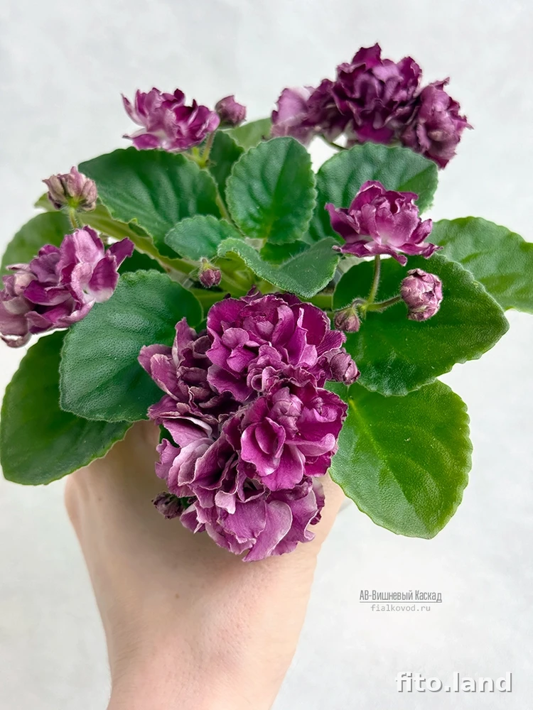 Violet С-Вишневый Каскад (26-51), photo