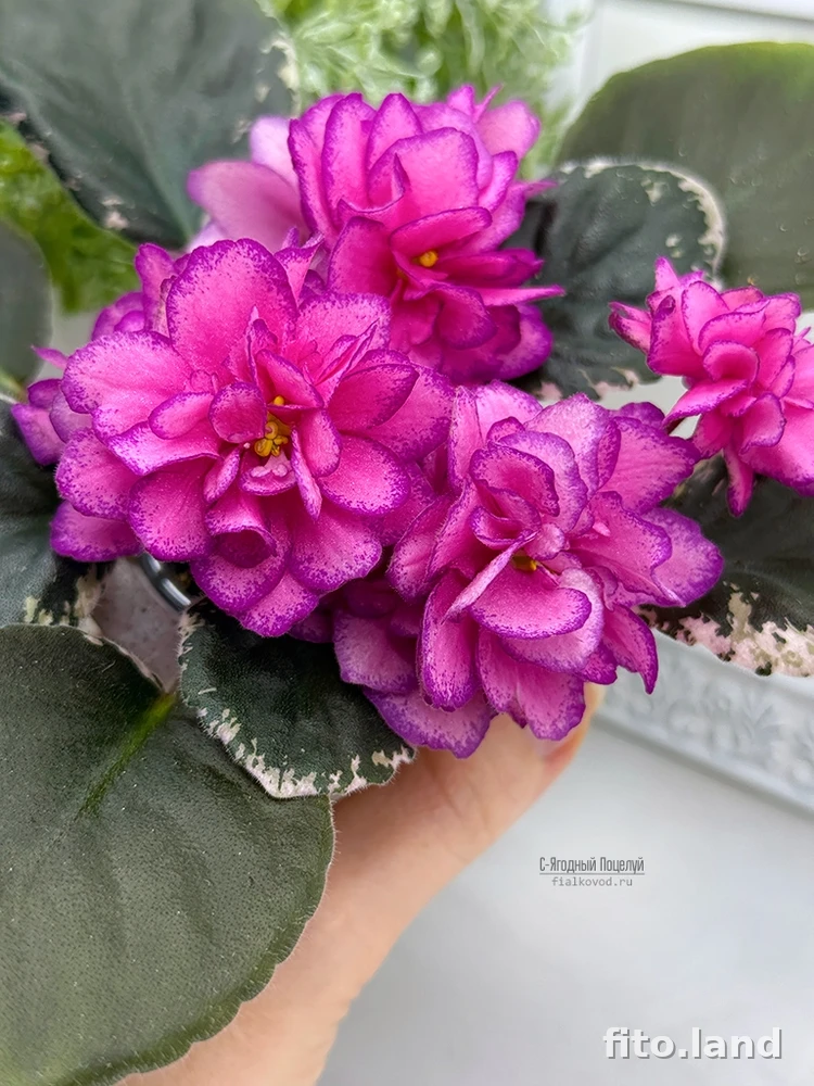 Фиалка С-Ягодный Поцелуй (25-27), фото