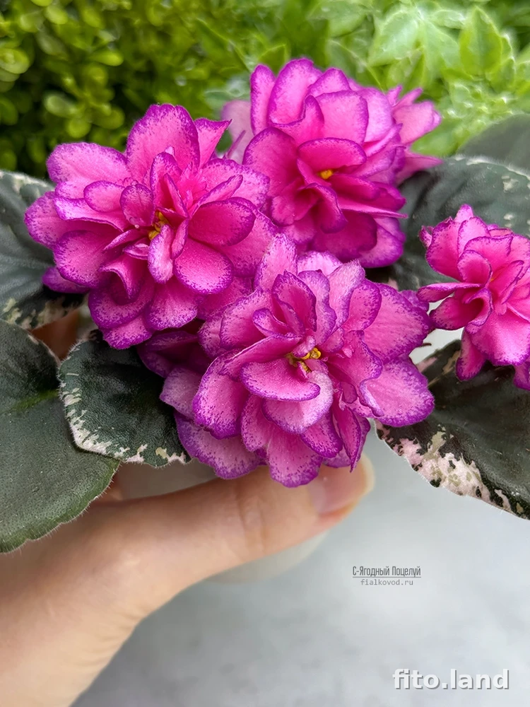 Фиалка С-Ягодный Поцелуй (25-27), фото