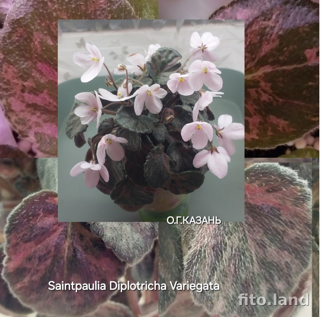 Фиалка Saintpaulia Diplotricha Variegata, фото