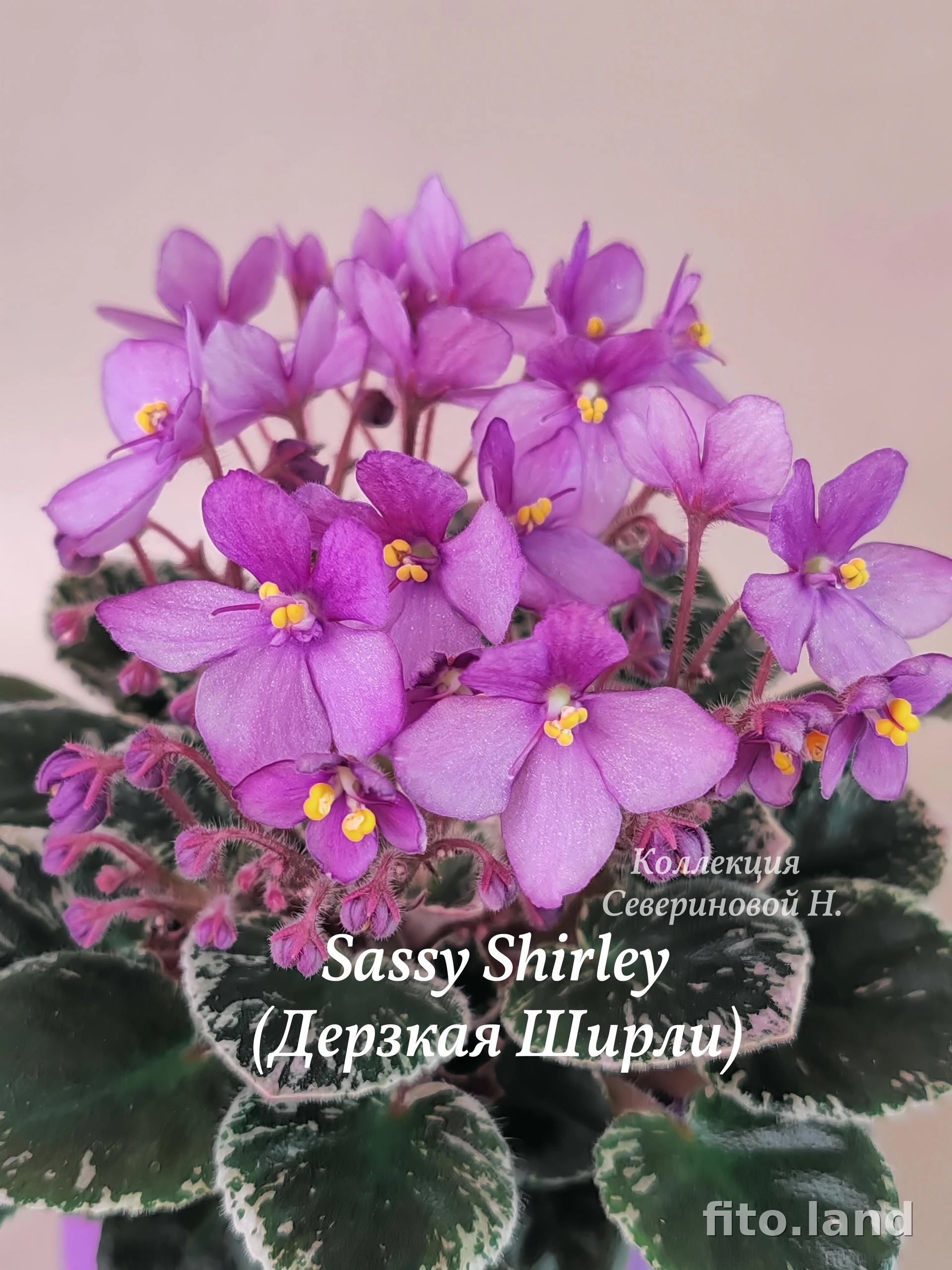 Фиалка Sassy Shirley, фото