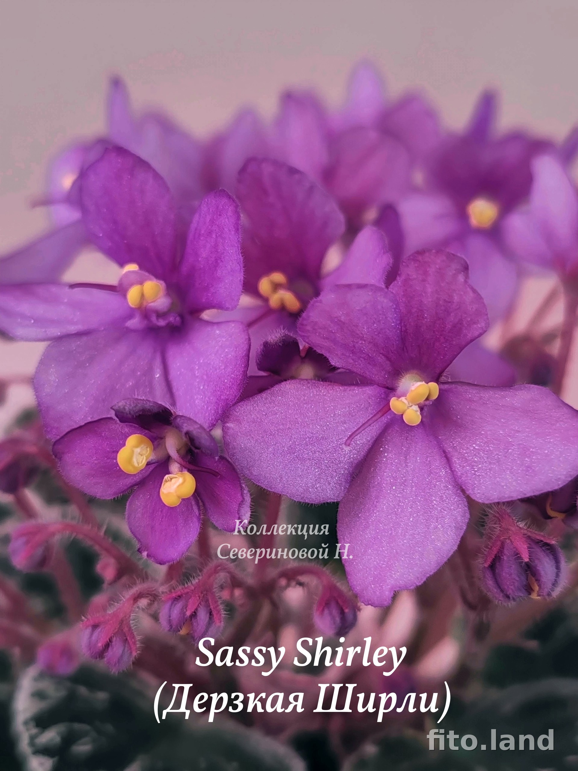 Фиалка Sassy Shirley, фото