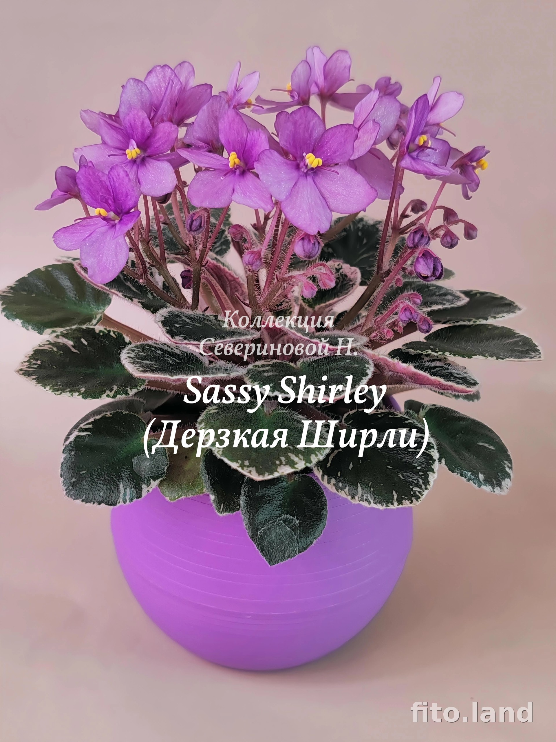 Фиалка Sassy Shirley, фото
