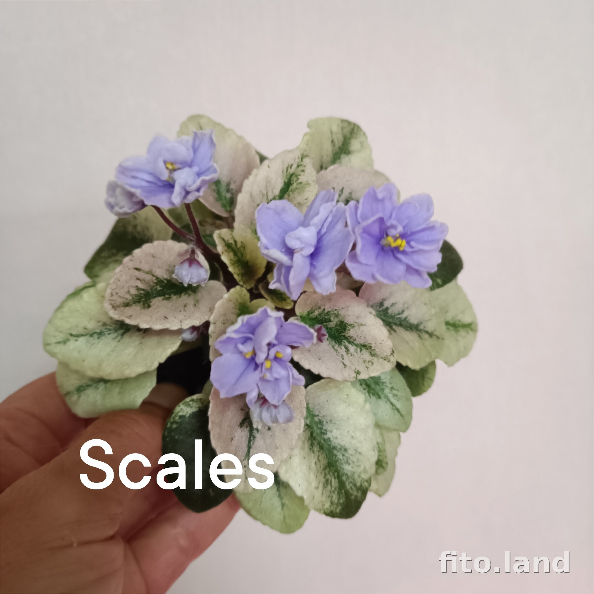 Фиалка Scales, фото
