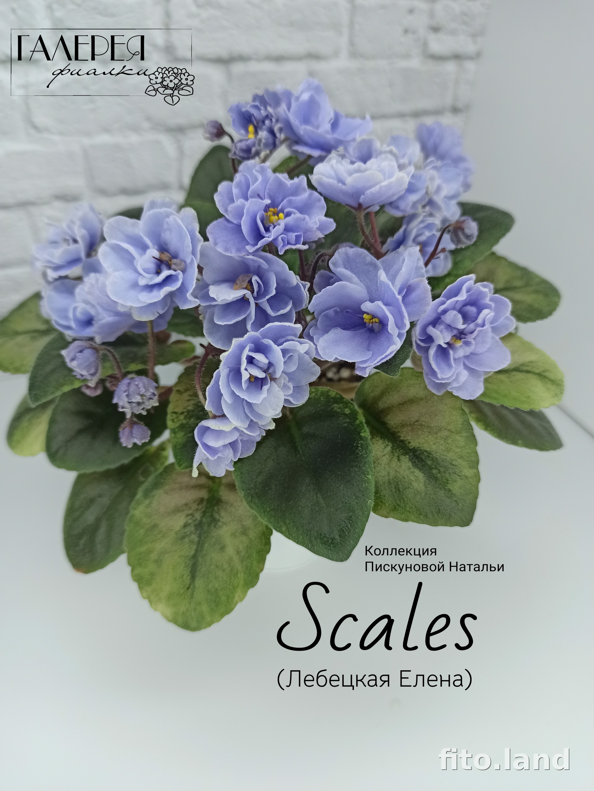 Фиалка Scales, фото