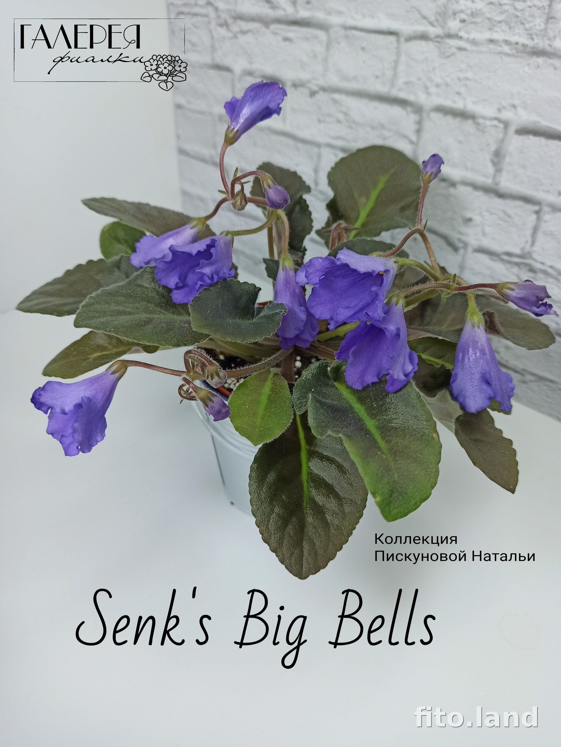 Фиалка Senk's Big Bells, фото