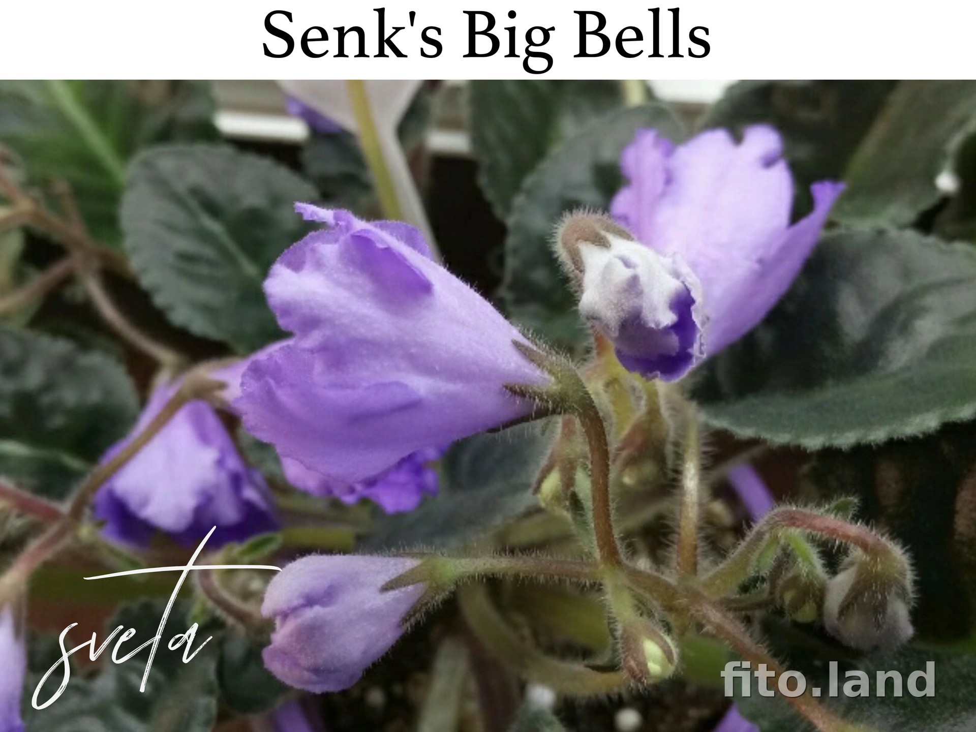 Фиалка Senk's Big Bells, фото