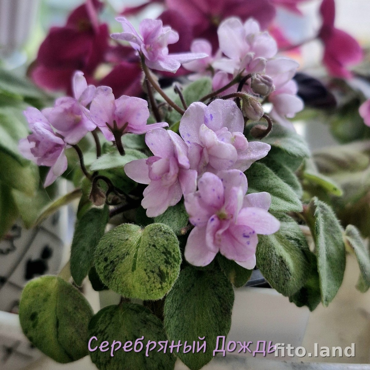Фиалка Серебряный Дождь, фото
