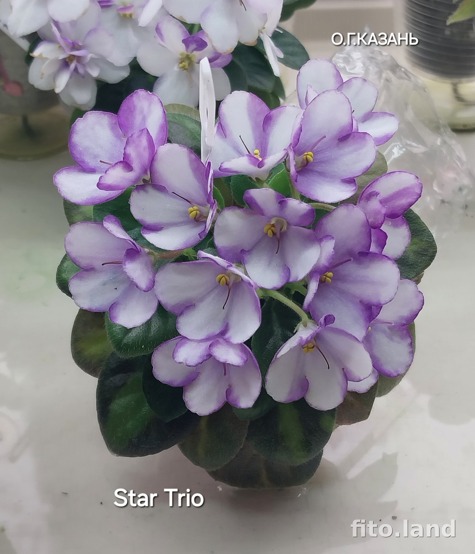 Фиалка Star-Trio, фото