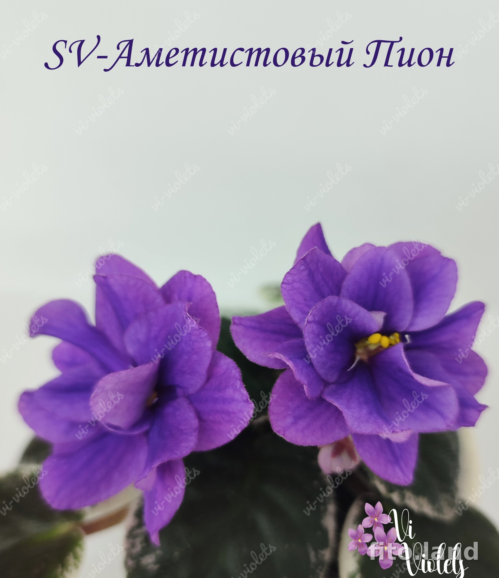 Фиалка SV-Аметистовый Пион, фото
