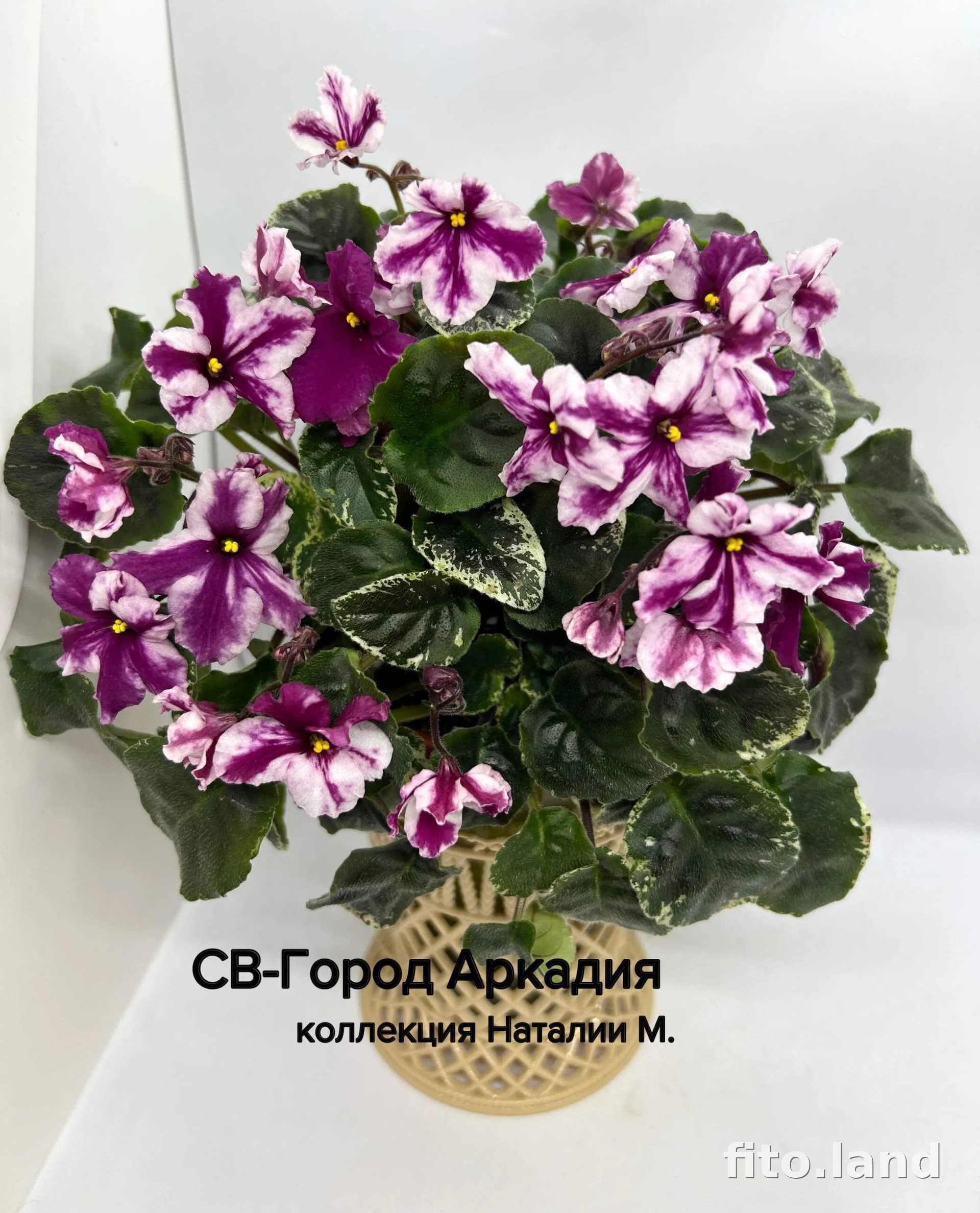 Фиалка СВ-Город Аркадия, фото