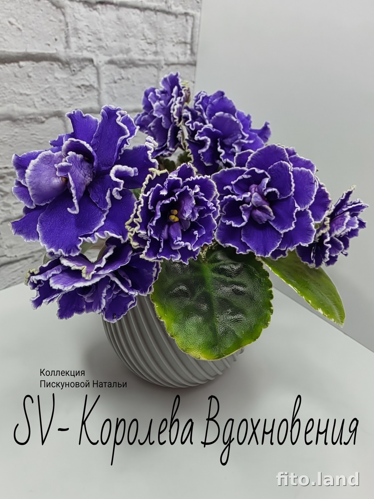 Фиалка SV-Королева Вдохновения, фото