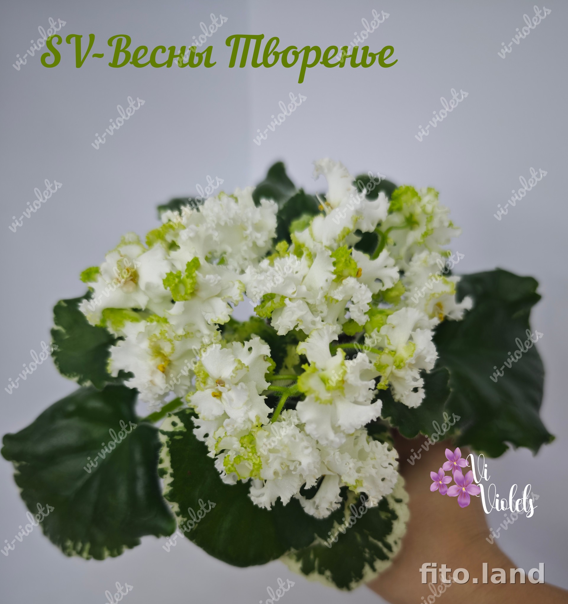 Фиалка SV-Весны Творенье, фото