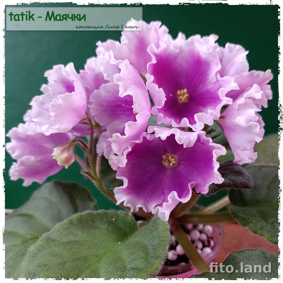Фиалка tatik-Маячки, фото