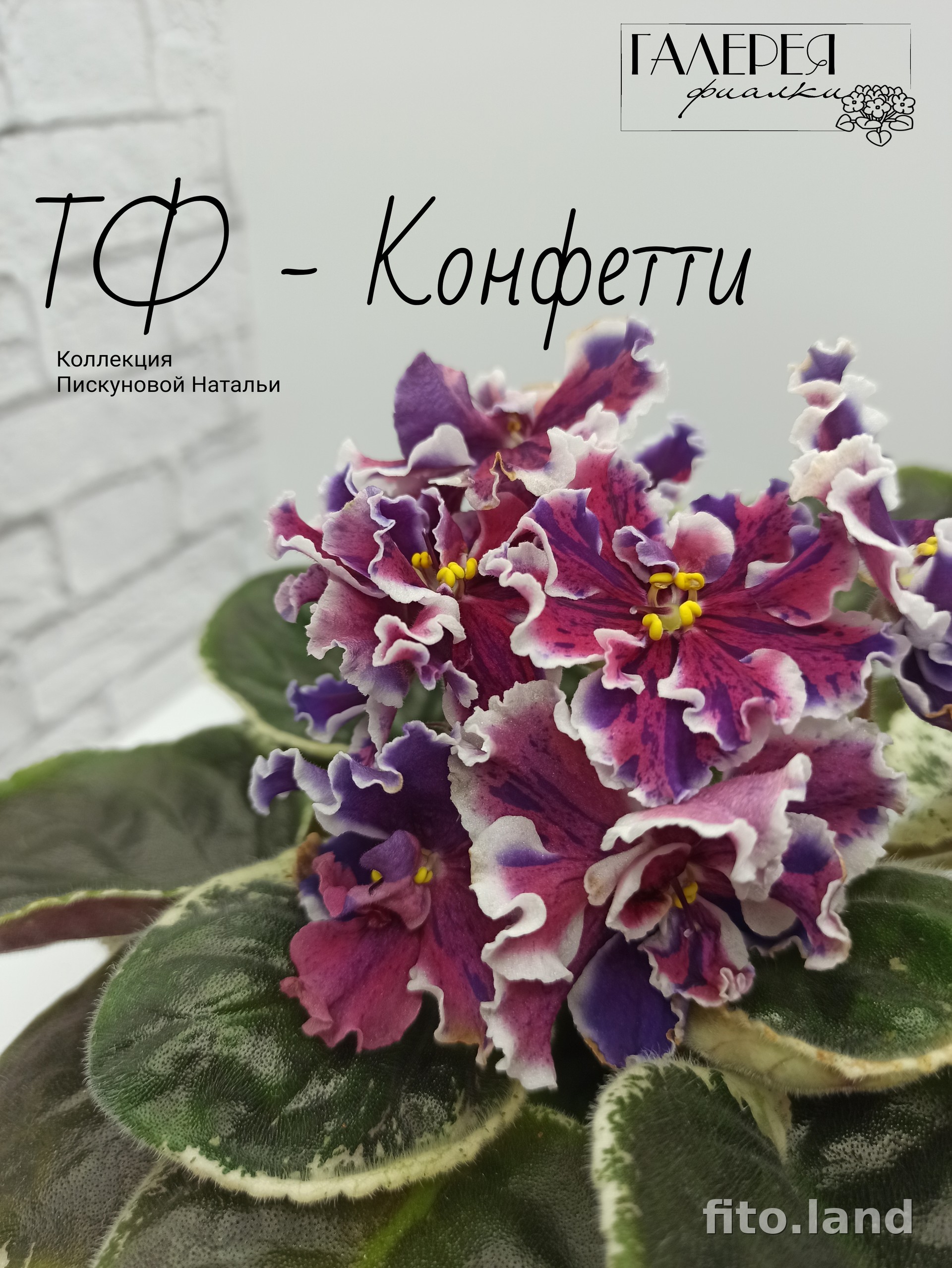 Фиалка ТФ-Конфетти, фото