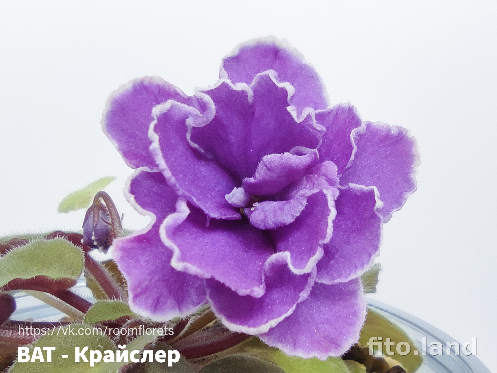 Фиалка ВаТ-Крайслер, фото