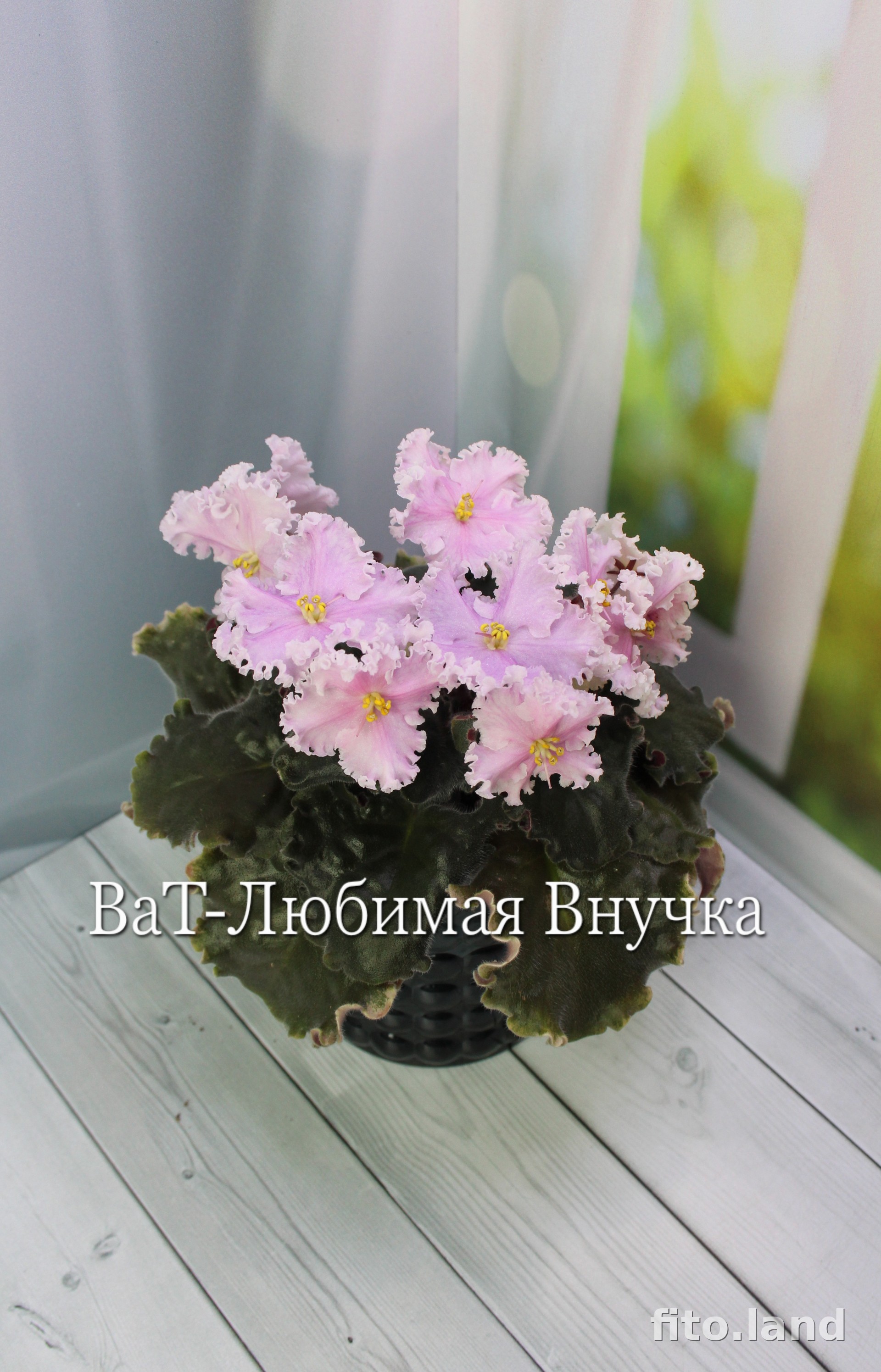 Фиалка ВаТ-Любимая Внучка, фото