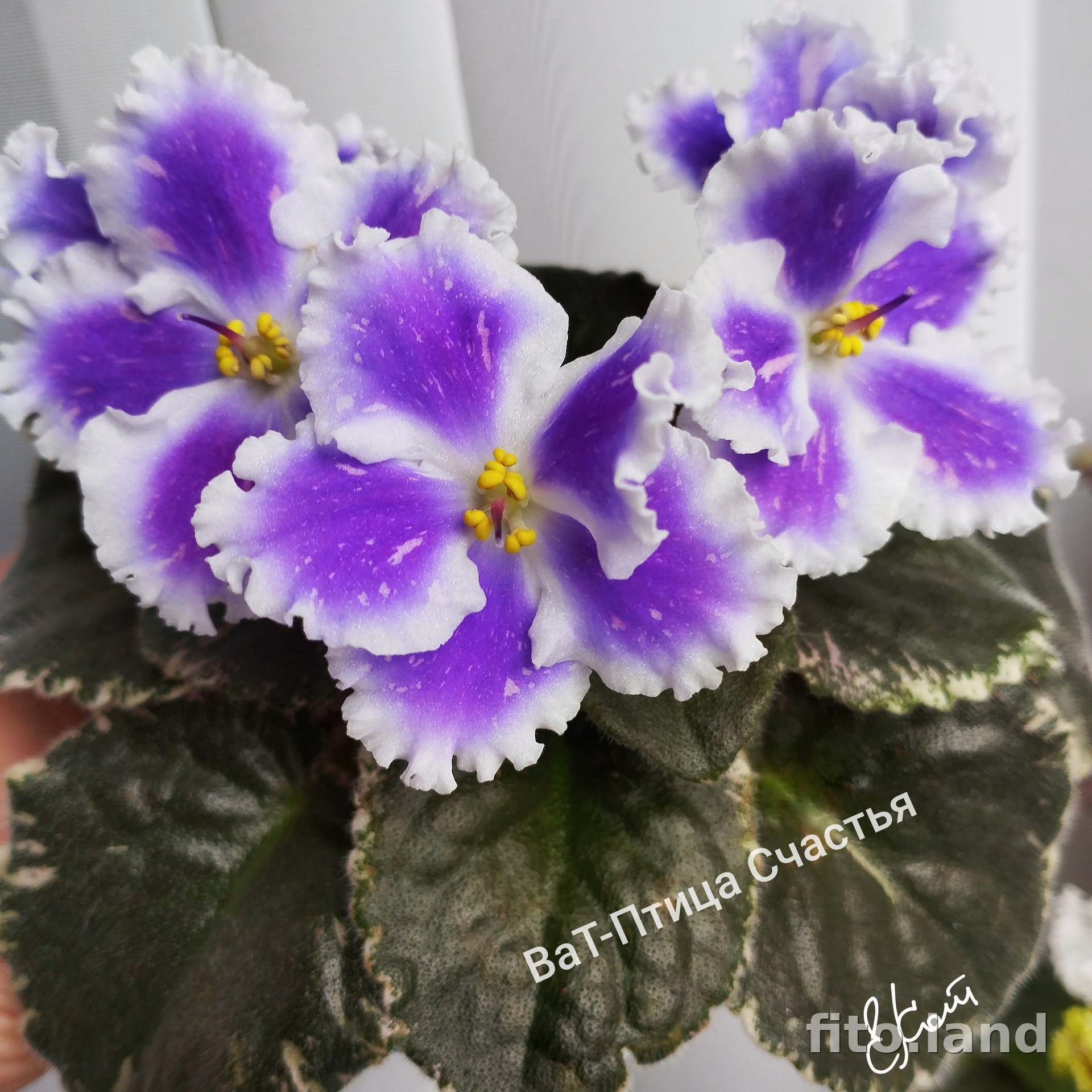 Фиалка ВаТ-Птица Счастья, фото