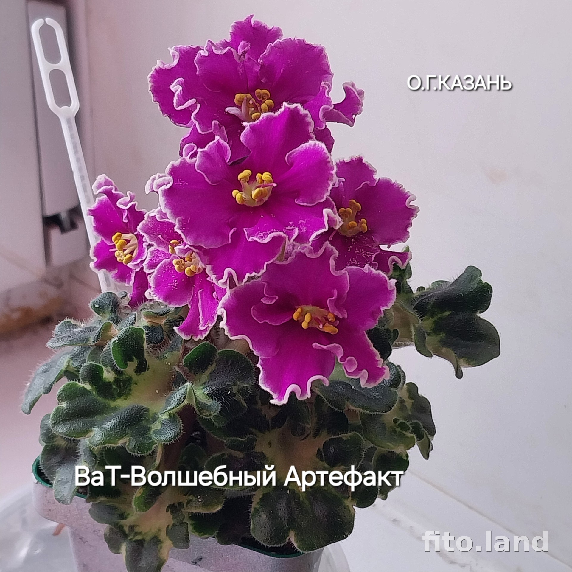 Фиалка ВаТ-Волшебный Артефакт, фото