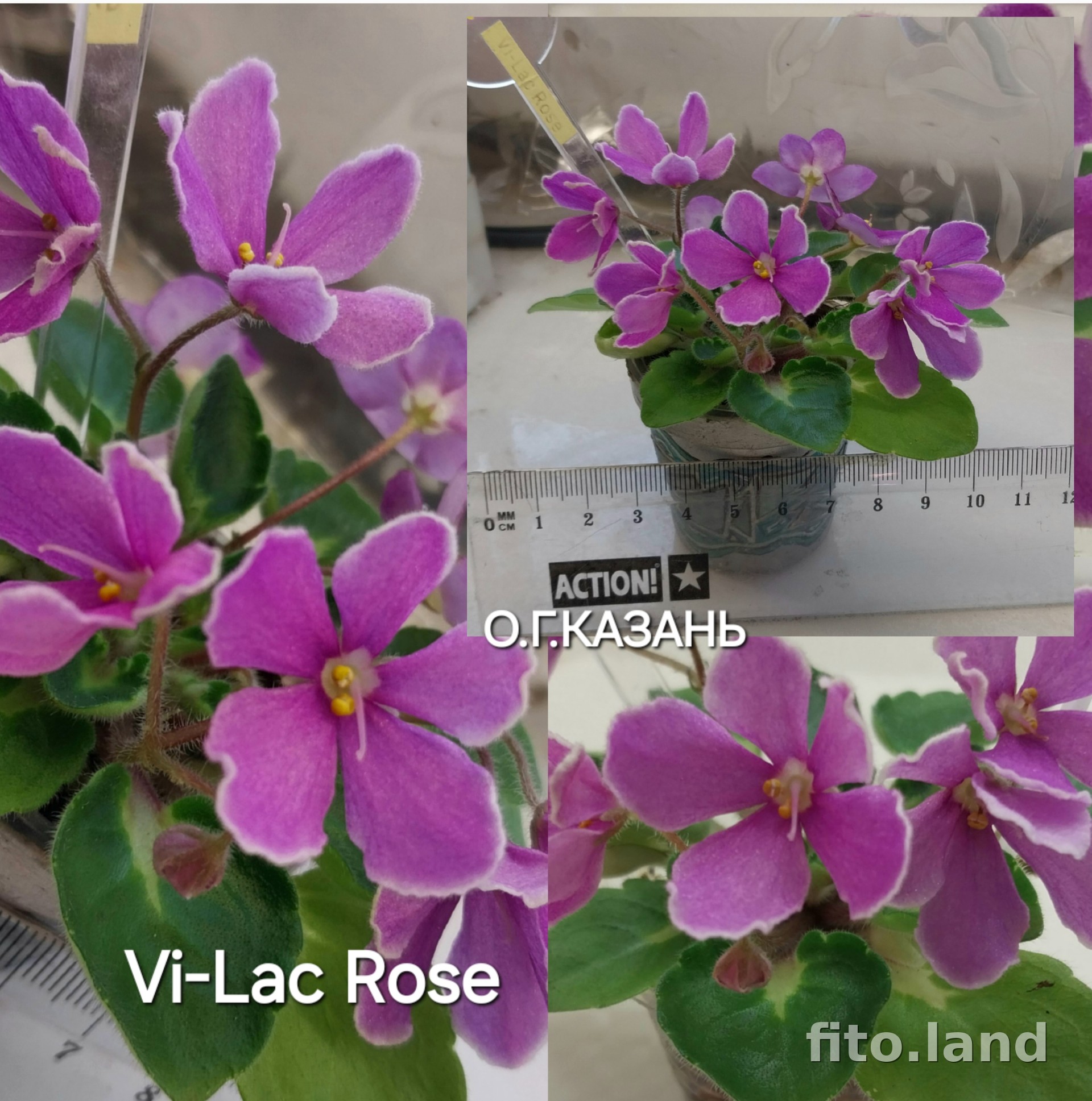 Фиалка Vi-Lac Rose, фото