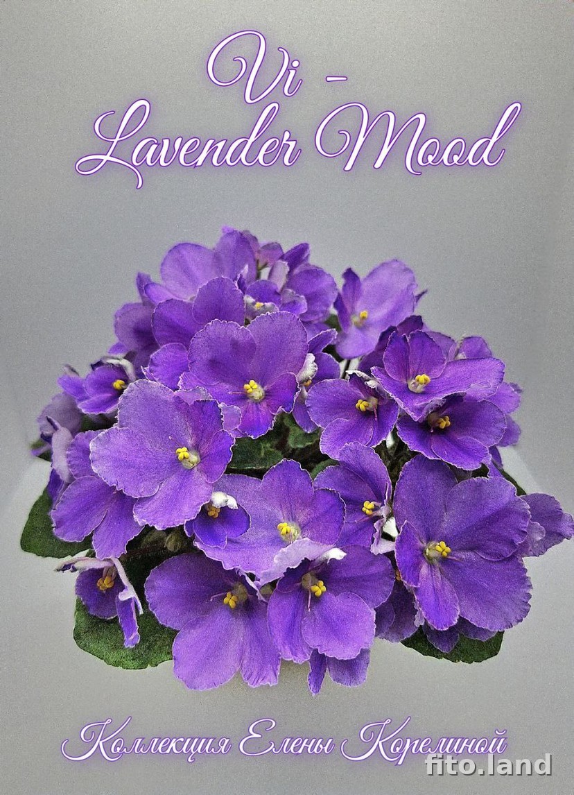 Фиалка Vi-Lavender Mood, фото