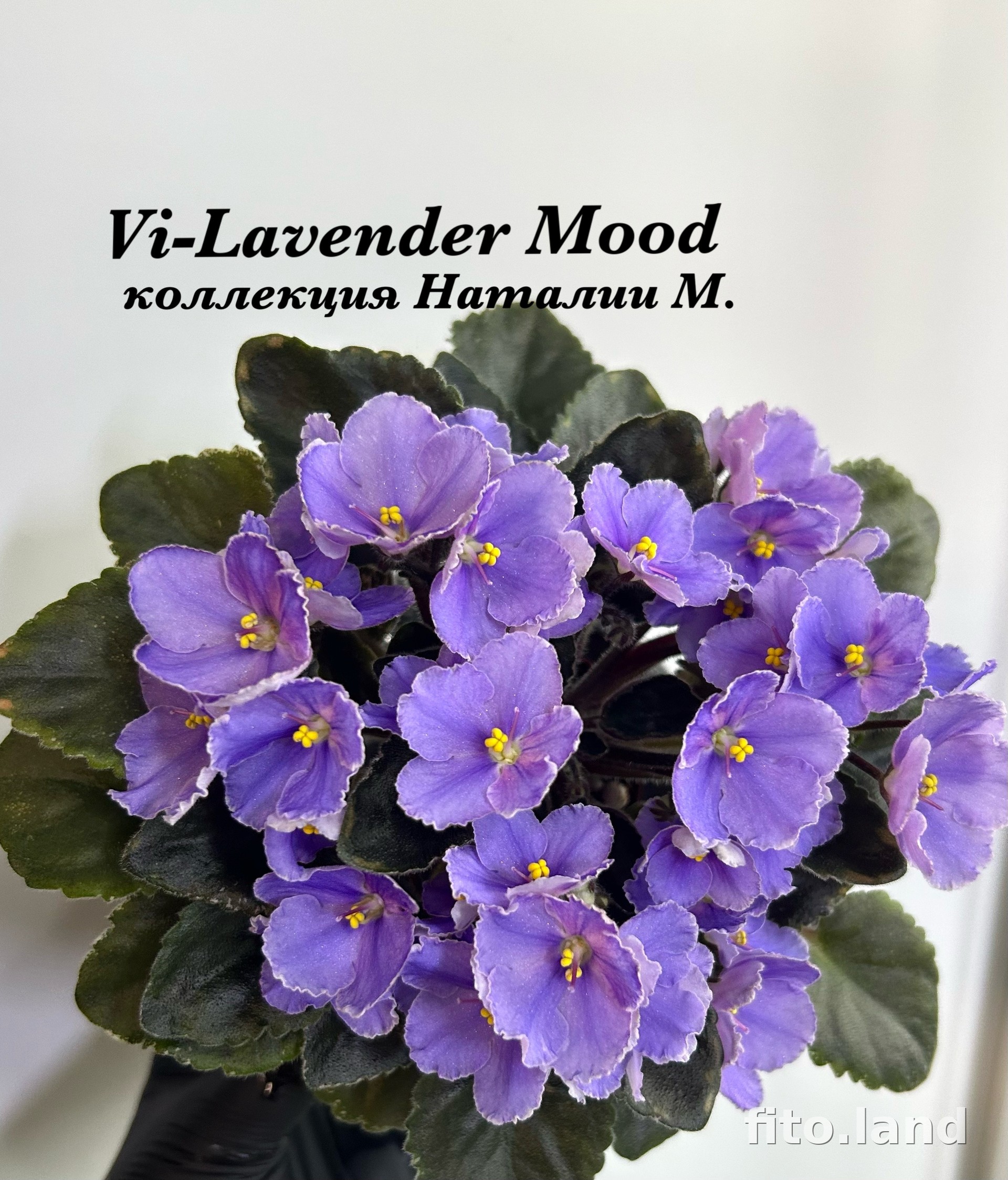 Фиалка Vi-Lavender Mood, фото
