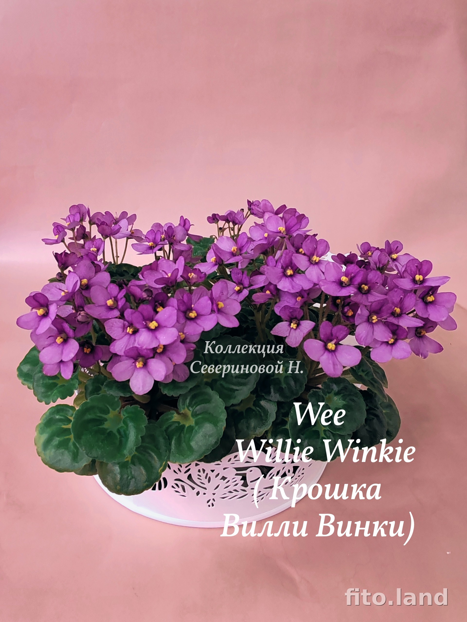 Фиалка Wee Willie Winkie, фото