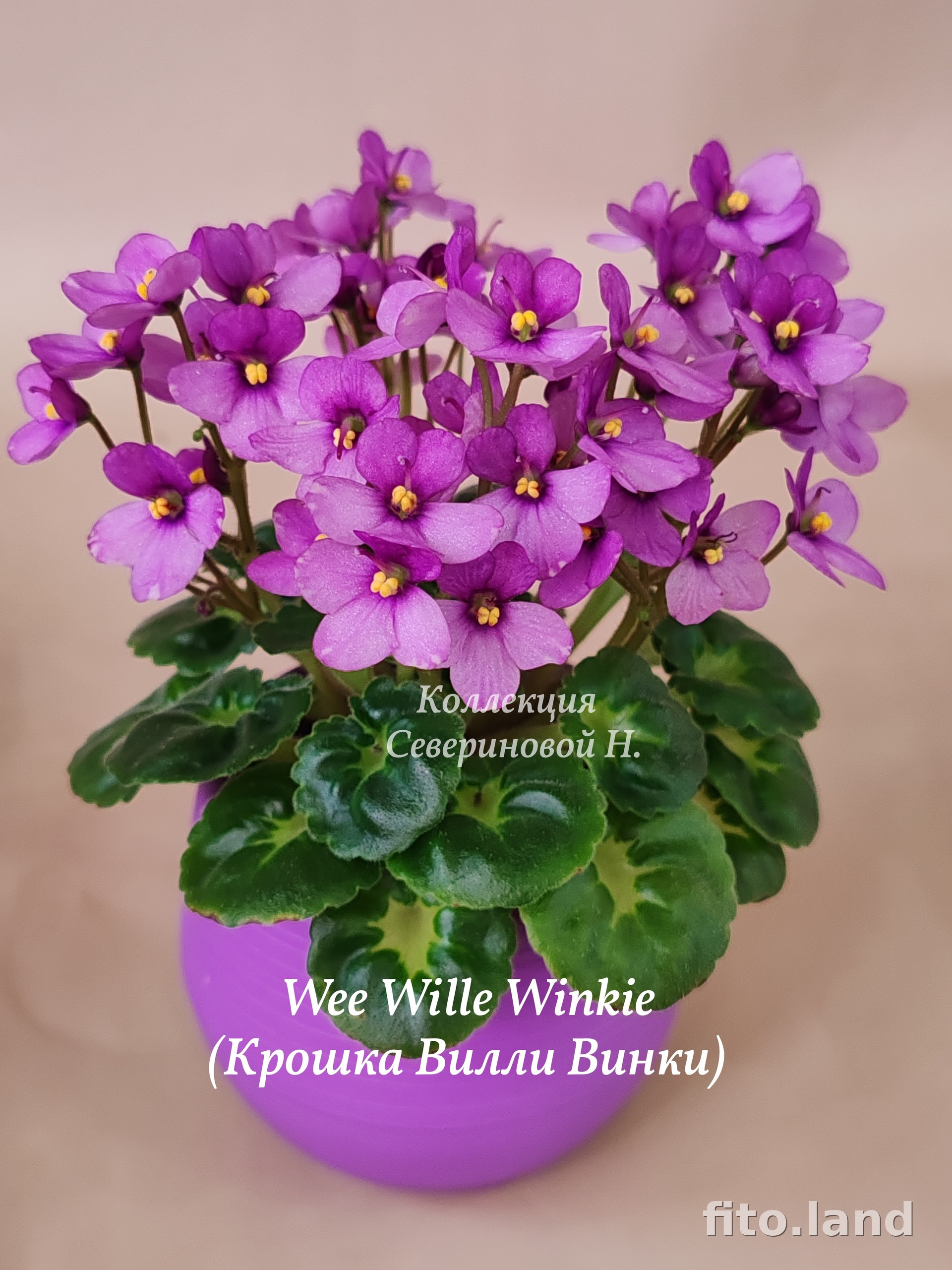 Фиалка Wee Willie Winkie, фото