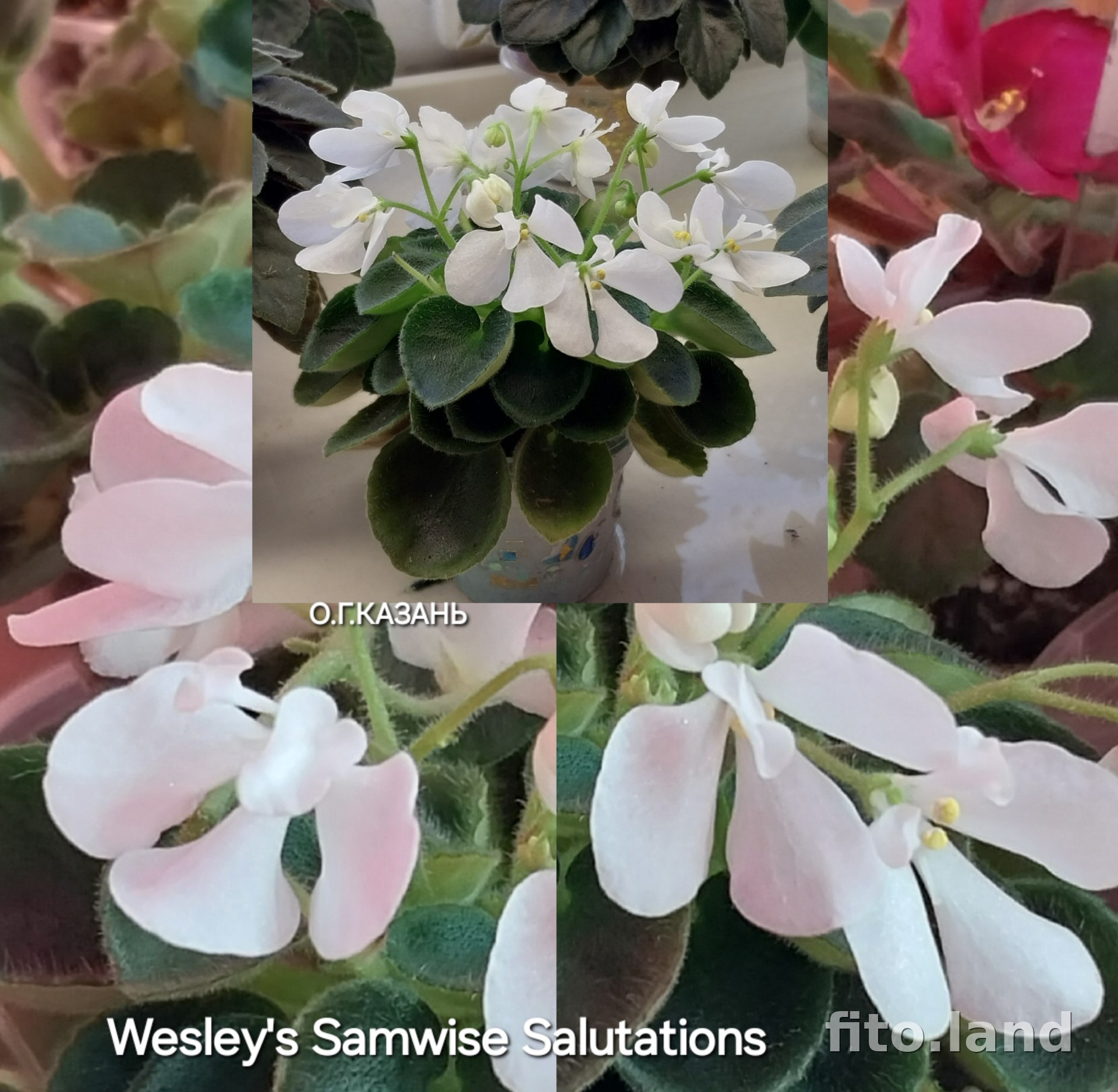 Фиалка Wesley's Samwise Salutations, фото