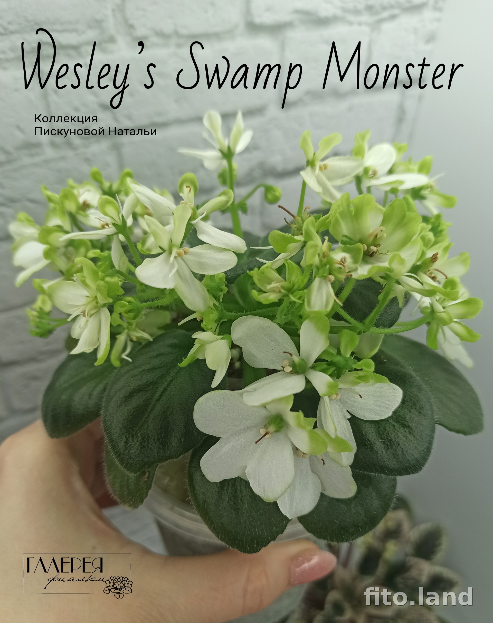 Фиалка Wesley’s Swamp Monster, фото